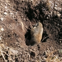 NE-California-Ground-Squirrel-Hunt-Report-17WSM-4