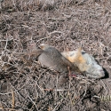 NE-California-Ground-Squirrel-Hunt-Report-17WSM-6