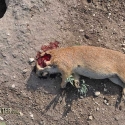 Head-shot Prairie Dog with a 22 K-Hornet