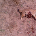 Prairie Dog taken with the Remington 5mm Rimfire