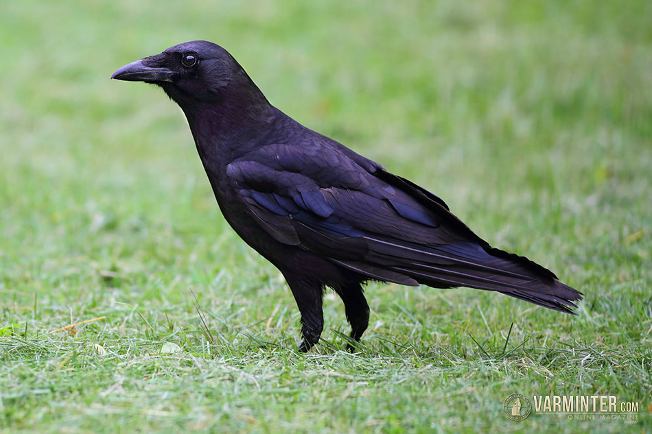 Crow – Corvus brachyrhynchos
