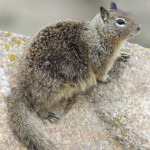 Ground Squirrel