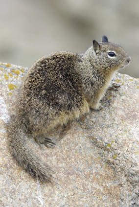 Ground Squirrel