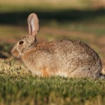 Cottontail Rabbit