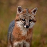 Gray Fox – Urocyon cinereoargenteus