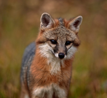 Gray Fox – Urocyon cinereoargenteus