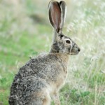 Jackrabbit