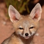 Kit (Swift) Fox (Vulpes macrotis)