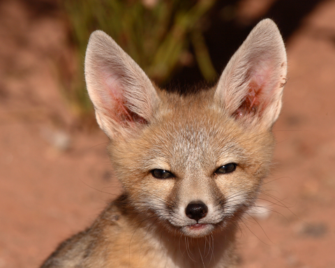 Kit (Swift) Fox (Vulpes macrotis)