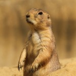 Prairie Dog