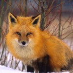 Red Fox (Vulpes vulpes)