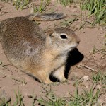 Gophers – Ground Squirrel