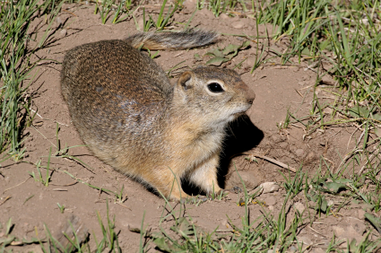 Gophers – Ground Squirrel