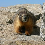Yellow-Bellied Marmot – Rock Chuck