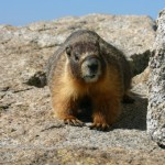 Yellow-Bellied Marmot – Rock Chuck