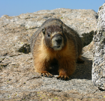 Yellow-Bellied Marmot – Rock Chuck