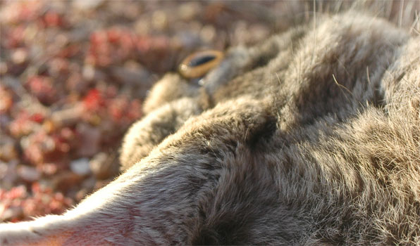 Airgun Hunting Arizona’s Jackrabbit