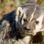 Badger – Taxidea taxus