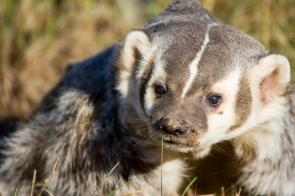 Badger – Taxidea taxus