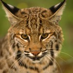 Bobcat – Lynx rufus