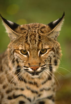 Bobcat – Lynx rufus