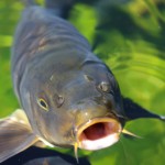 Carp – Cyprinus carpio