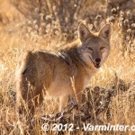 Coyote – Canis latrans
