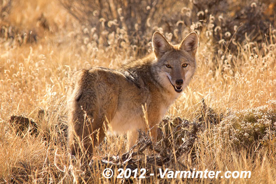 Coyote – Canis latrans