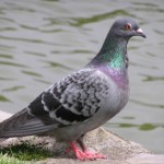 Rock Dove (Pigeon)