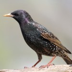 European Starling