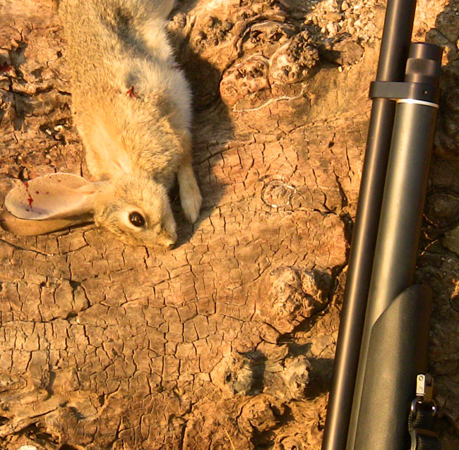 Rabbit Hunting with Airguns – Story & Video
