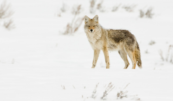 Winter Spot and Stalk Predator Hunting