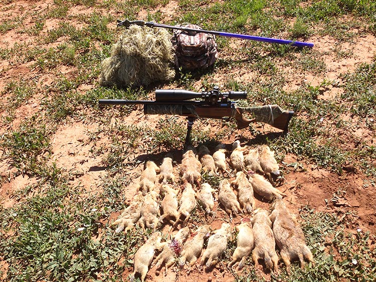 how to hunt prairie dogs - Ilustrasi 3