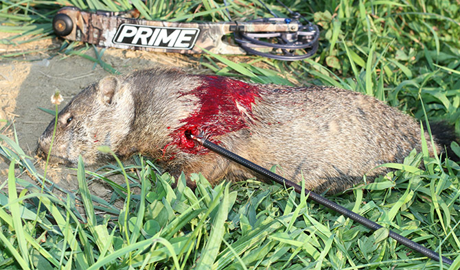 Bowhunting Groundhogs on Video with G5 SGH Broadheads