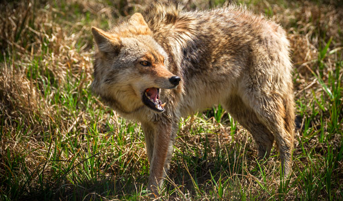 Coyote Attacks are on the Rise in Irvine California
