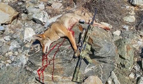 Lead Free .223 Coyote Hunt and Range Report