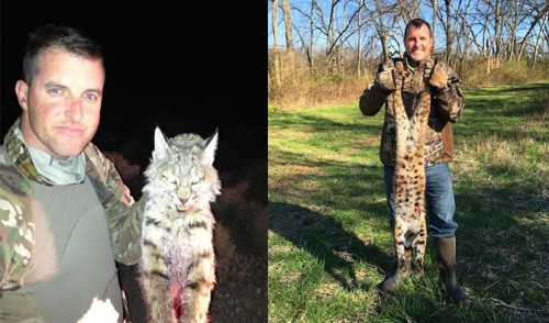 Bobcat Hunts from California and Tennessee