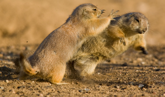 National Geographic Article Discusses Prairie Dogs That Murder
