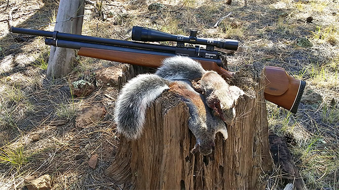 Tree Squirrel Hunting with Airguns in Northern Arizona