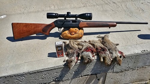 Review and Hunt Report With the CZ Model 512 Semi-Auto 22 Magnum Rifle