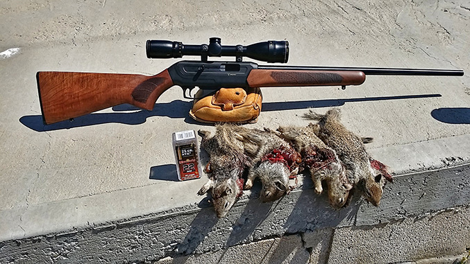 Review and Hunt Report With the CZ Model 512 Semi-Auto 22 Magnum Rifle