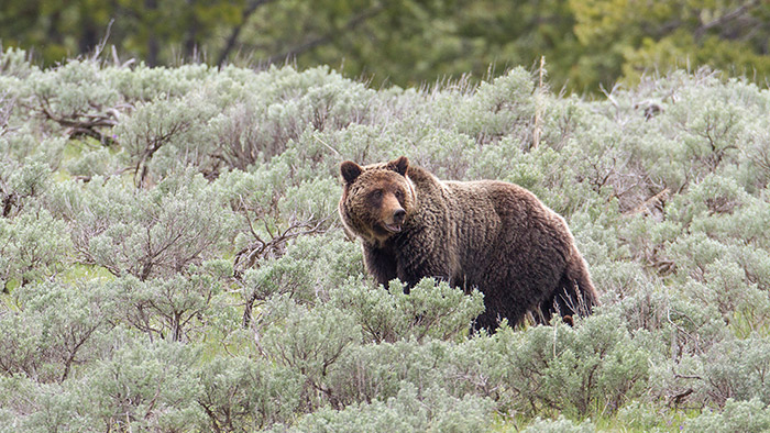 AFWA Issues Statement on Delisting and Conservation Success of Yellowstone Grizzlies