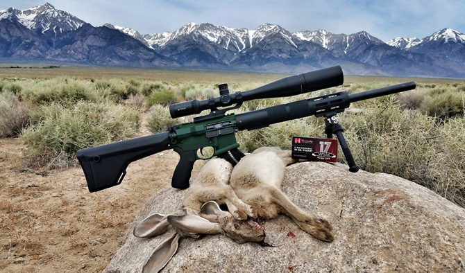 Jackrabbit Hunting in California with an AR15