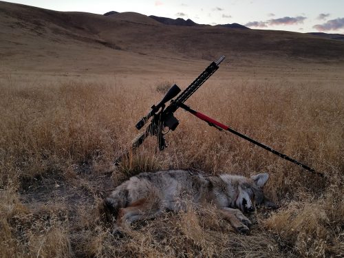 Spot and Stalk Coyote Hunt in Northern Nevada