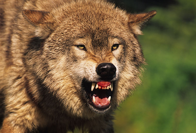 Wolf Pack Kills Calf in California