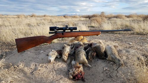 Hunting with the Hornady 218 Bee Factory Ammo