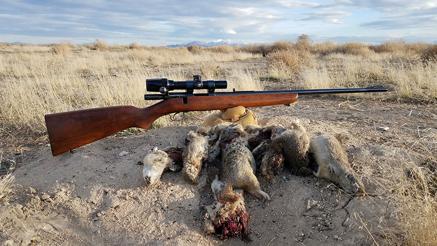 Hunting with the Hornady 218 Bee Factory Ammo