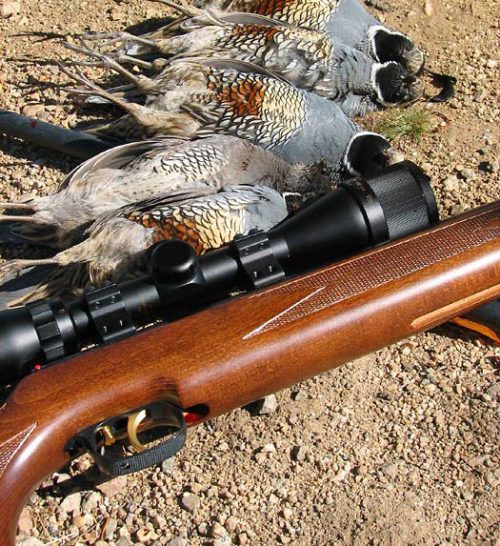 Airguns are Legal to Hunt Small and Upland Game in Idaho