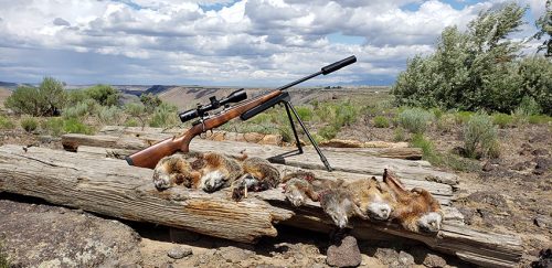 CZ Model 550 22 Creedmoor Build with Bonus Rockchuck Hunt