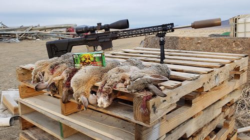 Cottontail Rabbit Hunt with a Suppressed 204 Ruger AR15